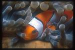 Western Clownfish 02, A.ocellaris