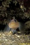 Goby, Black Eyed Goby 01, Van Is 110903