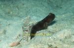 Goby, Black Shrimp goby 06 & shrimp 0705