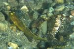 Goby, Black Shrimp Goby, yellow morph 05c 090106