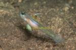 Goby, Blue-shine Shrimpgoby 02 0705