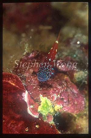 Goby, Cave Goby 01