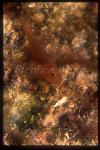 Goby, Cave Goby 02