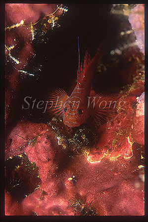 Goby, Cave Goby 03