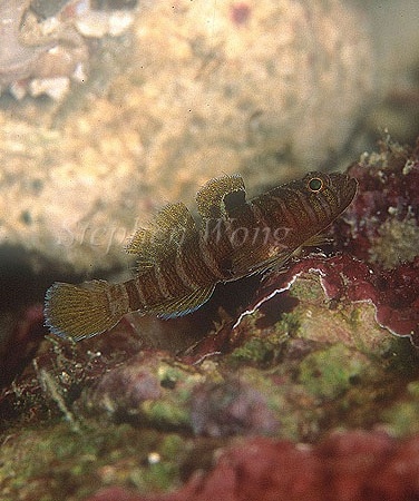 Goby, Cave Goby 04