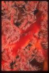 Goby, Cling Goby 04 on Soft Coral