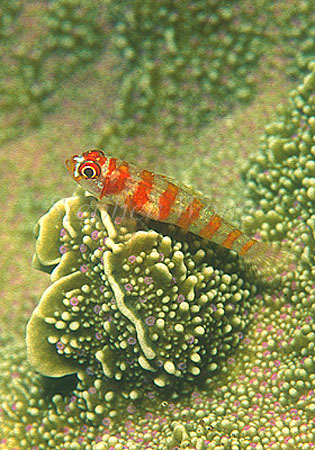 Goby, Coral Goby 01a