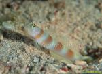 Goby, Flagtail Shrimp Goby 01 Amblyeleotris yanoi 080103