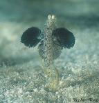 Goby, Jumping Goby, Parkraemeria ornata 02, mating dance