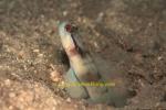 Goby, Masked Shrimpgoby 01 0705