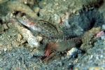 Goby, Masted Shrimp Goby 02 Ctenogobiops tangaroa & shrimp 080203