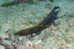 Goby, Metallic Shrimpgoby 03 & shrimps 0705