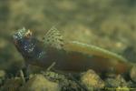 Goby, Metallic Shrimp Goby 09ajpg090106