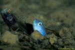 Goby, Metallic Shrimp Goby 09b & Dart Gobyjpg090106