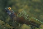 Goby, Metallic Shrimp Goby 09cjpg090106