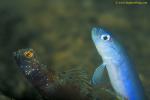 Goby, Metallic Shrimp Goby 09d & Dart Gobyjpg090106