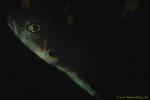 Goby, Shrimp Goby 01jpg090106