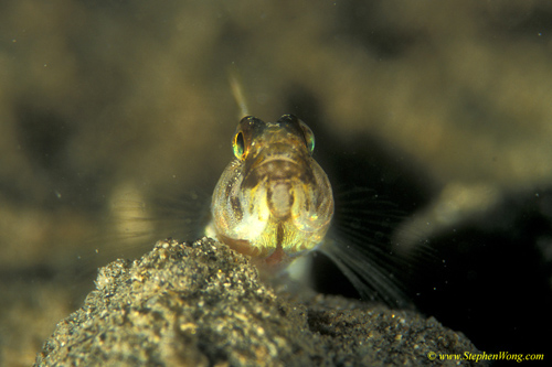 Goby, Shrimp Goby 12jpg090106