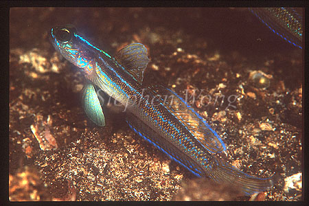 Goby, Shrimp Goby A 02, female