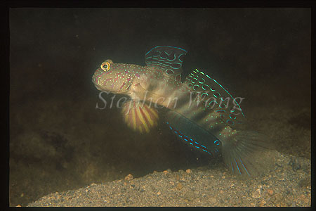 Goby, Singapore Goby 01