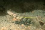 Goby, Singapore Goby 02 & shrimp 0705