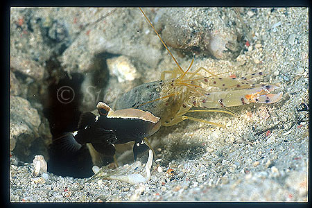 Goby, Skunk Goby 01 & Alpheus Shrimp