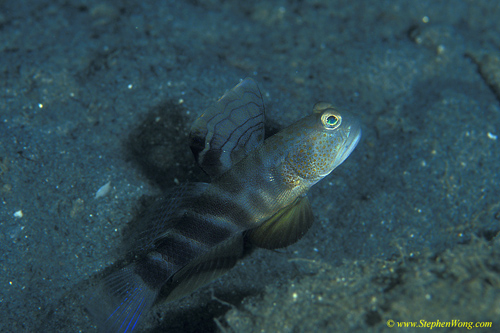 Goby, Smiling Shrimp Goby 07ajpg090106