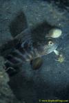 Goby, Smiling Shrimp Goby 07bjpg090106