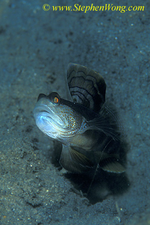 Goby, Smiling Shrimp Goby 07cjpg090106