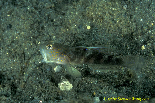 Goby, Smiling Shrimp Goby 07djpg090106