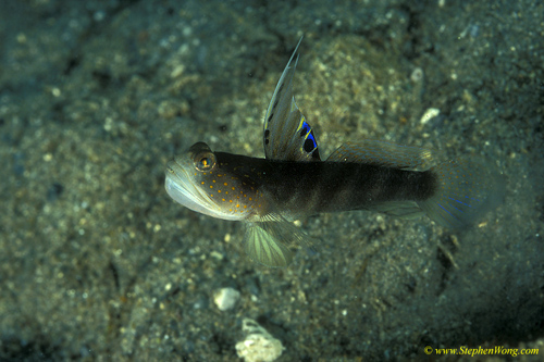 Goby, Smiling Shrimp Goby 11a jpg090106