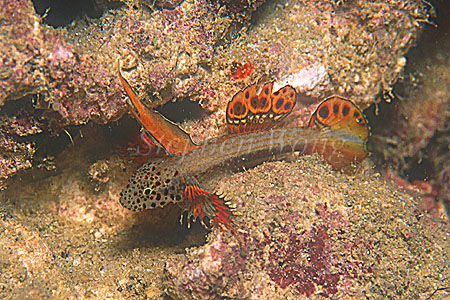 Goby, Spike-finned Goby 02