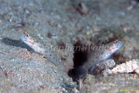 Goby, Sportfin Shrimpgobies 01 Ctenogobiops pomastictus 080803