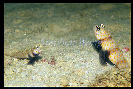 Goby, Spotted Goby 01, Amblyeleotris guttata