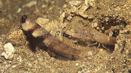 Goby, Spotted Goby 03, Amblyeleotris guttata