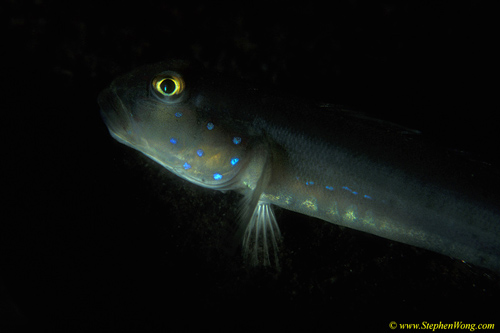 Goby, Spot-faced Sleeper Goby 01 090106