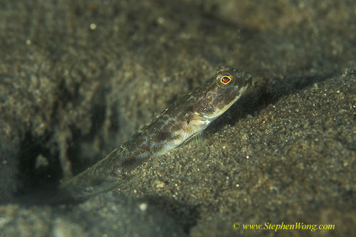 Goby, Spot fin Shrimp Goby 13jpg090106