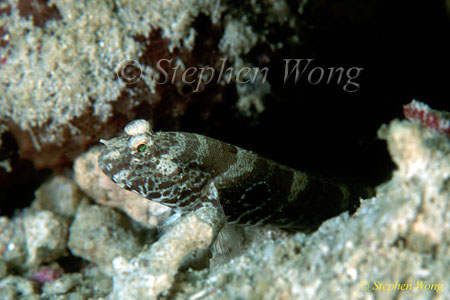 Goby, Target Shrimpgoby 01 080803