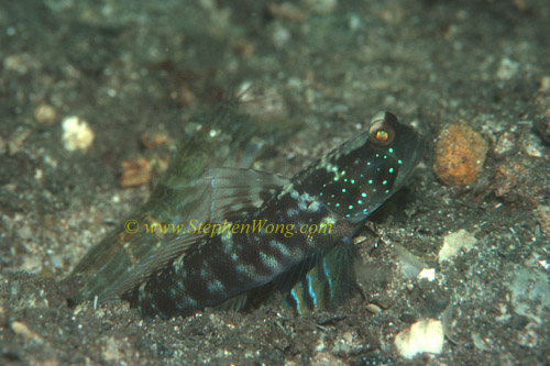 Goby, Ventral-barred Shrimpgoby 02 & shrimp 0705