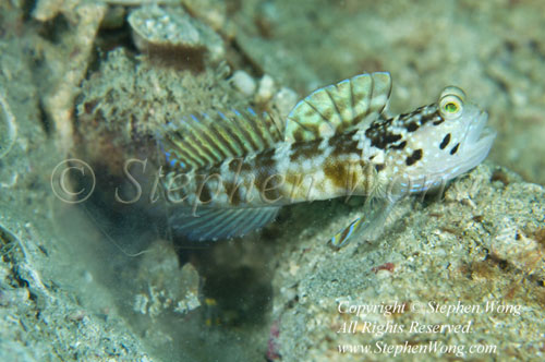 Goby 68t Cryptocentrus sp 0760 Stephen WONG