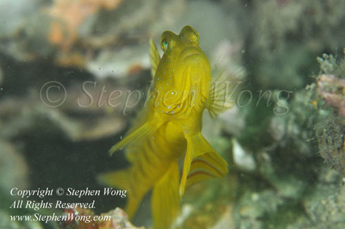 Goby 117t Cryptocentrus sp 1826 Stephen WONG