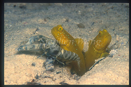 Goby, Yellowshrimp Gobies 02 & Shrimp