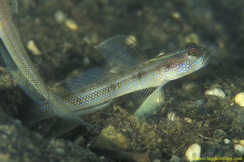 Goby, Yellow-peppered Shrimp Goby 14a 090106