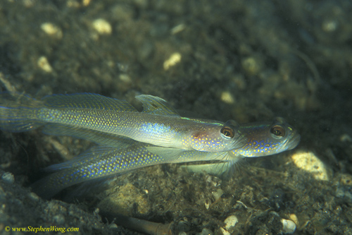 Goby, Yellow-peppered Shrimp Goby 14b 090106