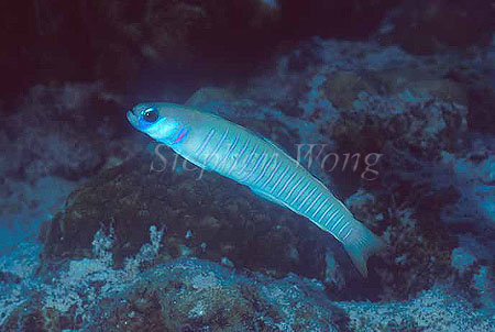 Goby, Zebra Dart Goby 01