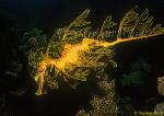 Syngnathidae & Relatives