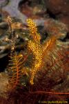 Ghostpipefish, Harlequin 10 pair 090106