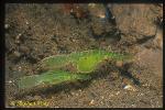 Ghostpipefish, Robust 01 pair