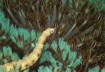 Pipefish, Guilded Pipefish 01