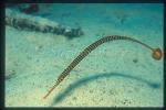 Pipefish, Multi-barred Pipefish 01